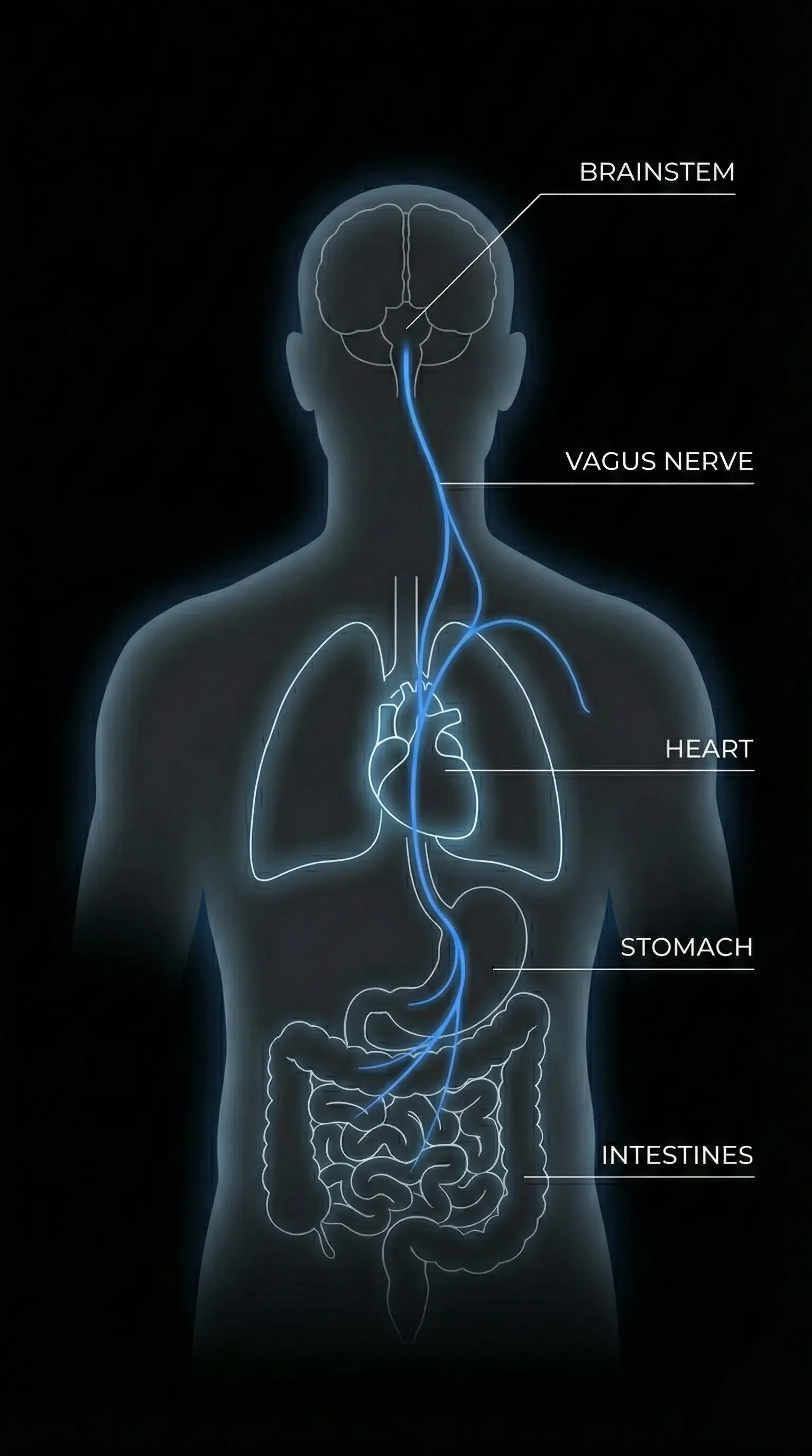 Diagram of the vagus nerve pathway and mechanical tension impact - dark mode