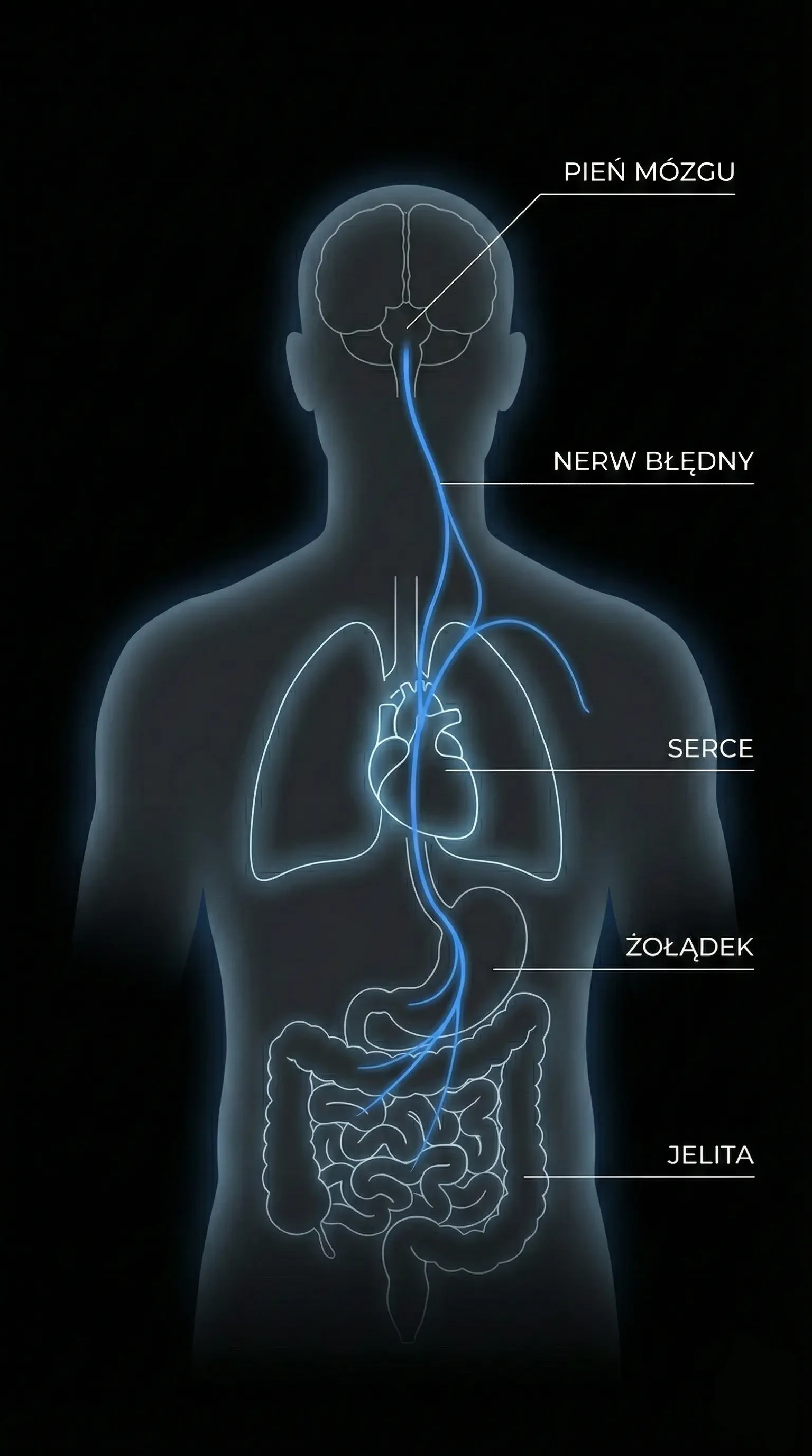 Schemat przebiegu nerwu błędnego i wpływ napięcia mechanicznego - tryb ciemny