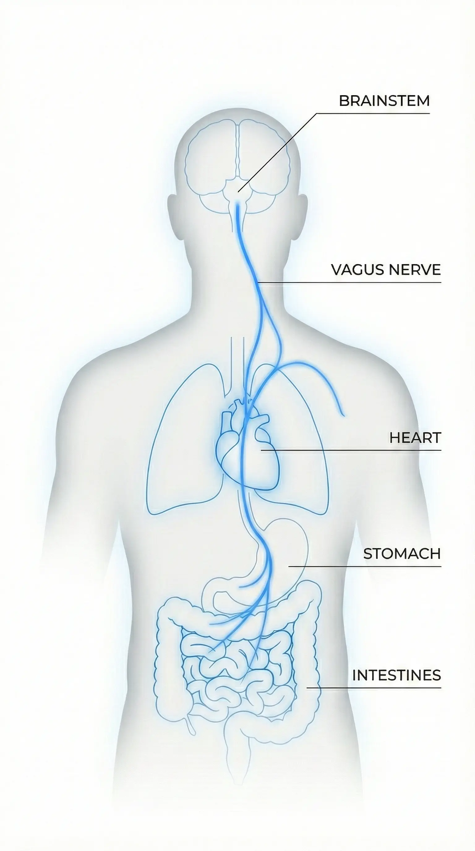 Diagram of the vagus nerve pathway and mechanical tension impact