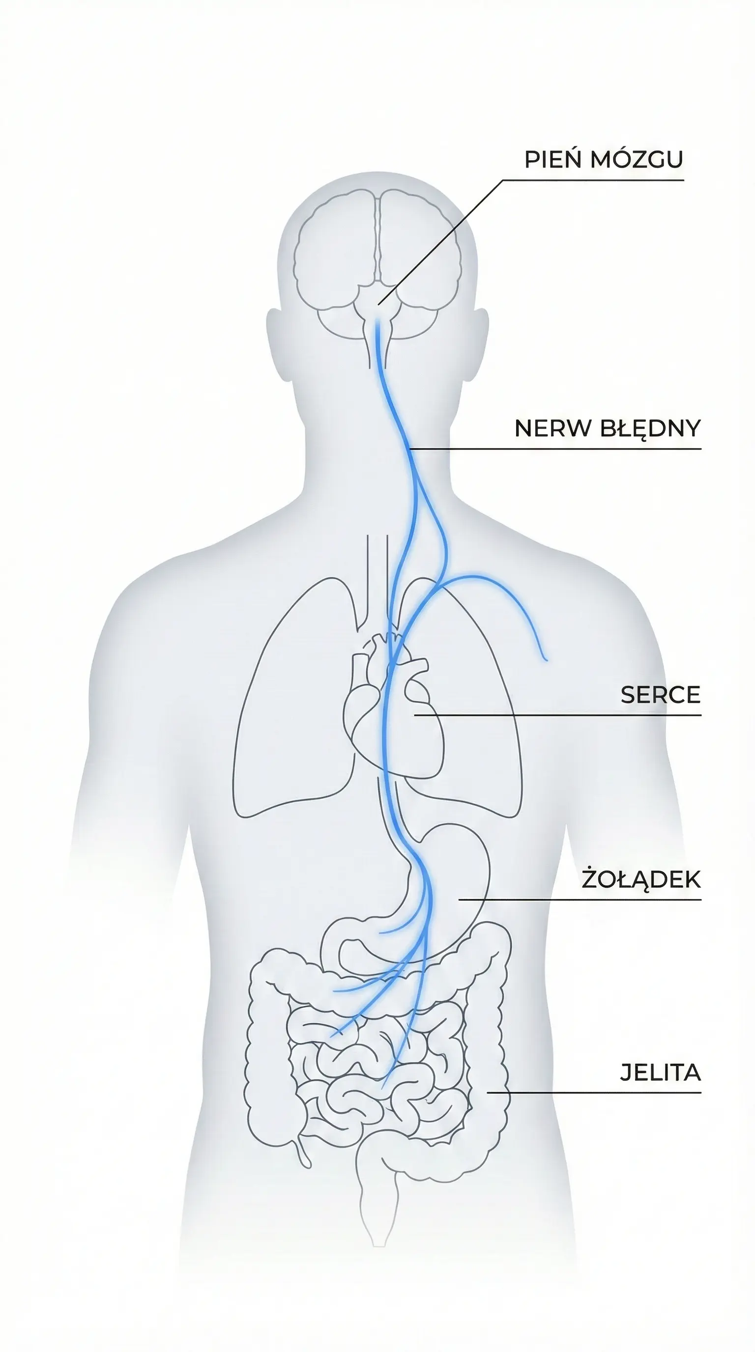 Schemat przebiegu nerwu błędnego i wpływ napięcia mechanicznego